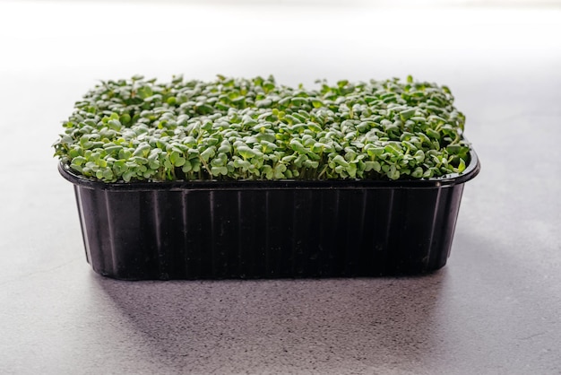 Microgreens di rucola germogli in contenitore di plastica