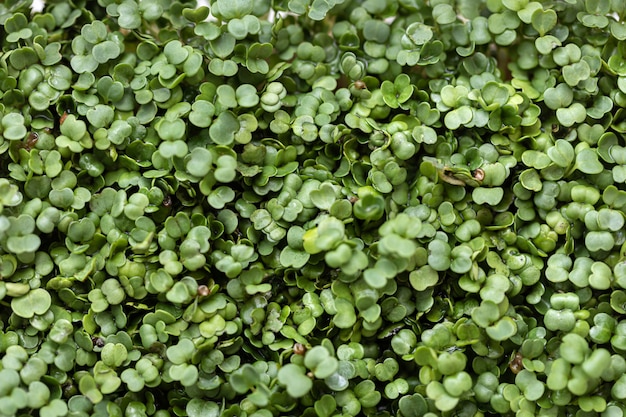 Microgreens di rucola.