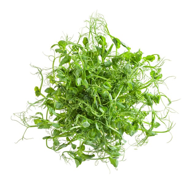 Microgreens freschi di pisello isolati su sfondo bianco