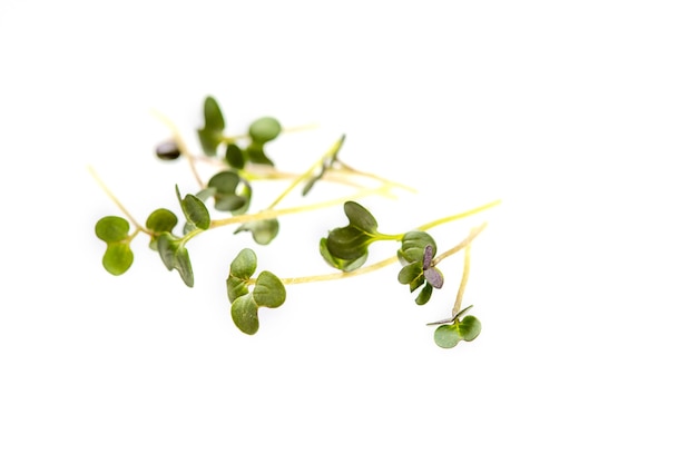 Microgreens freschi di senape bianca isolata.