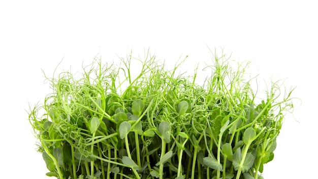 Microgreens freschi isolati su bianco