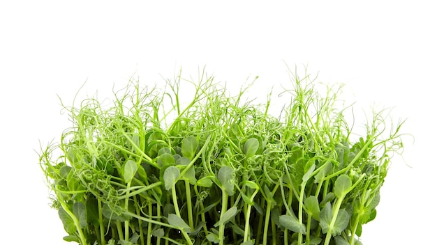 Microgreens freschi isolati su bianco