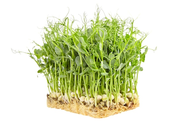 Microgreens freschi isolati su sfondo bianco Pisello giovane spara cibo sano