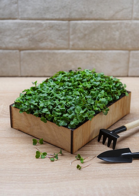 Microgreens freschi nella scatola