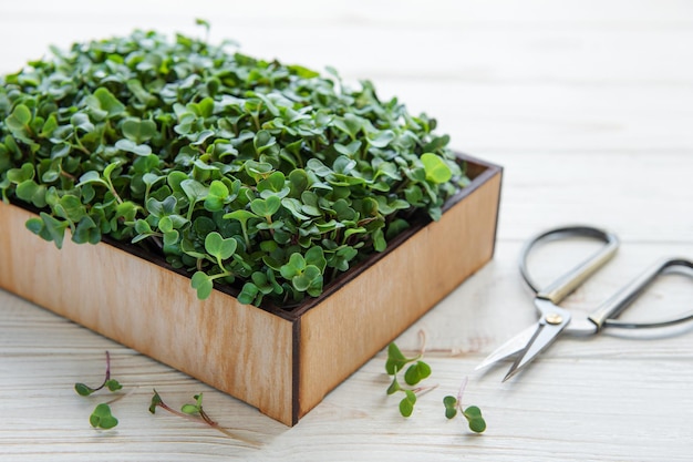 Microgreens freschi nella scatola