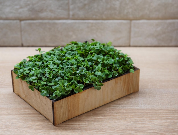 Microgreens freschi nella scatola