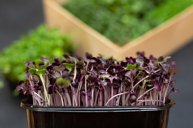 Microgreens freschi. Primo piano di microgreens di ravanello viola. Germinazione dei semi a casa.