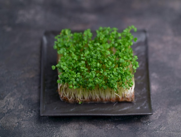 Microgreens freschi su sfondo nero Germogli in crescita per una sana insalata Mangia bene Resta giovane e moderno Ristorante Cucina Concept