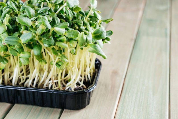 Microgreens in crescita a casa germogli verdi freschi di microgreens di girasole sul tavolo della cucina