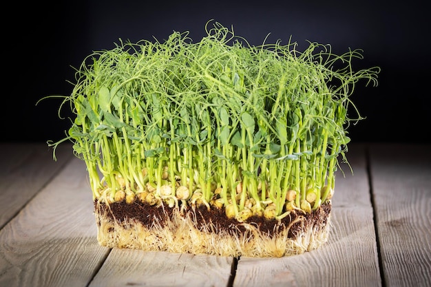 Microgreens in crescita germogli verdi di piselli vista frontale su sfondo di legno in stile rustico