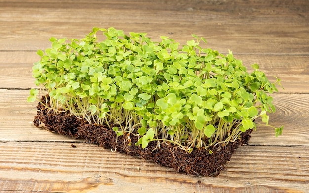 Microgreens in crescita Giovani germogli di rucola pronti da mangiare su un tavolo di legno Stile rustico