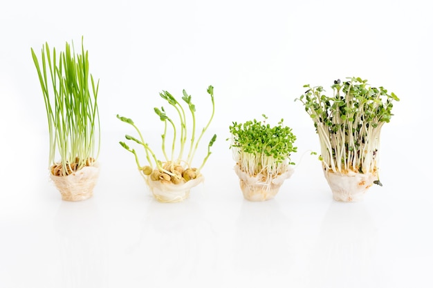 Microgreens in crescita su sfondo bianco con spazio libero per il testo, concetto di mangiare sano di prodotti freschi da giardino coltivati biologicamente come simbolo di salute.