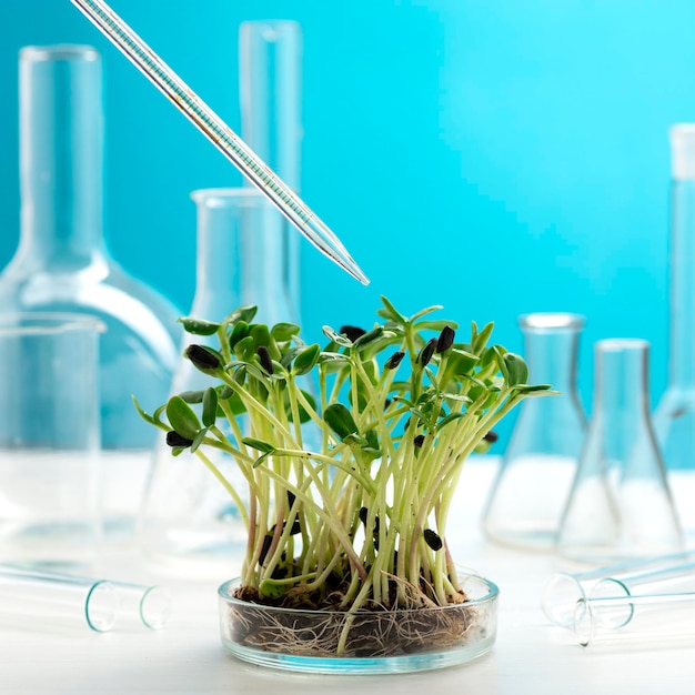 Microgreens in una capsula di Petri sullo sfondo di molti matracci chimici