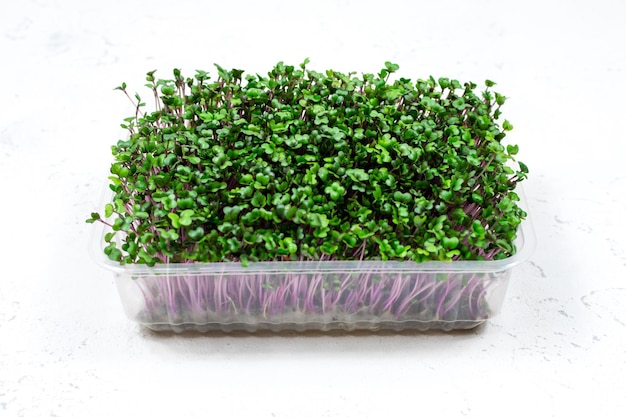 Microgreens organici freschi in un contenitore di plastica su uno sfondo bianco Micro verdi