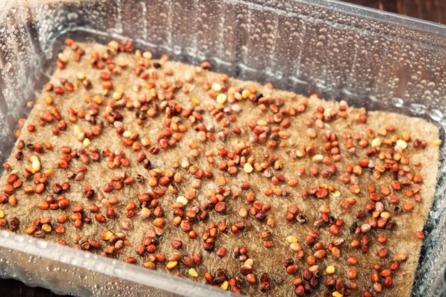 Microgreens preparati per la germinazione. Semi in contenitore seminati su stuoia di lino bagnato.