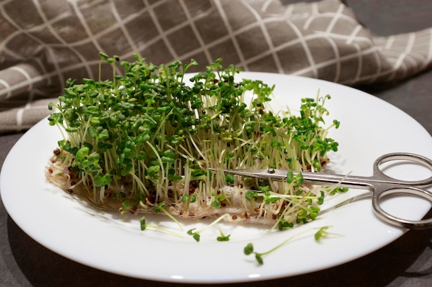 Microgreens su un piatto e forbici Il concetto di mangiare cibo naturale sano