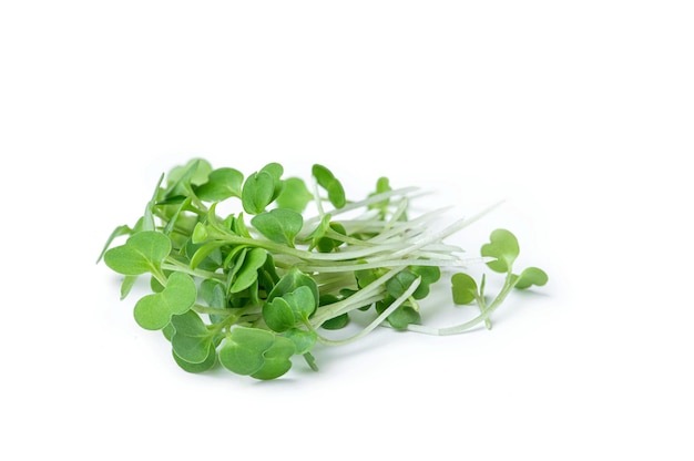 Microgreens su uno sfondo bianco isolato