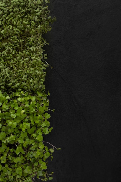 Microgreens succosi in una scatola su sfondo nero