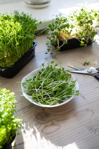 Microgreens tagliati in cucina al mattino