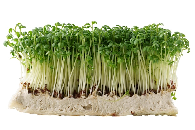 Microgreens