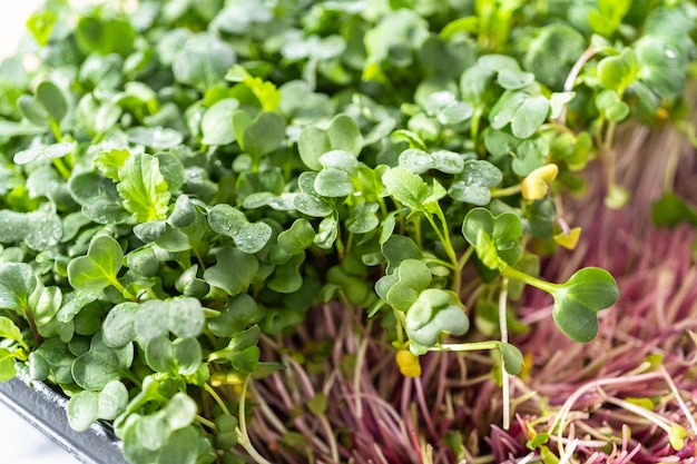 Microgreens