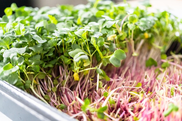 Microgreens