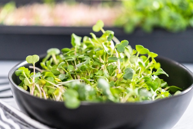 Microgreens