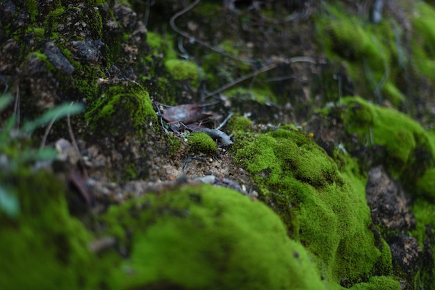 Micropaesaggio, rocce ricoperte di muschio verde