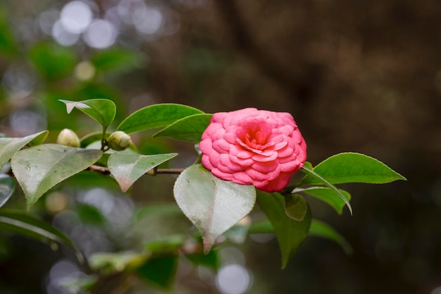 Middlemist CameliaLa rara pianta portata in Gran Bretagna dalla Cina Camelia di raro colore rosa sfondo primaverile