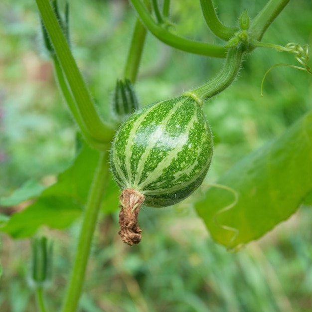 Midollo in orto con foglie verdi