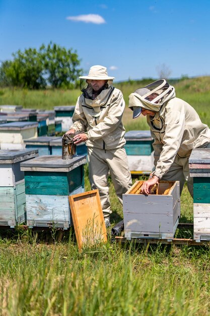 Miele biologico estivo Specialisti dell'apicoltura che lavorano in apiario