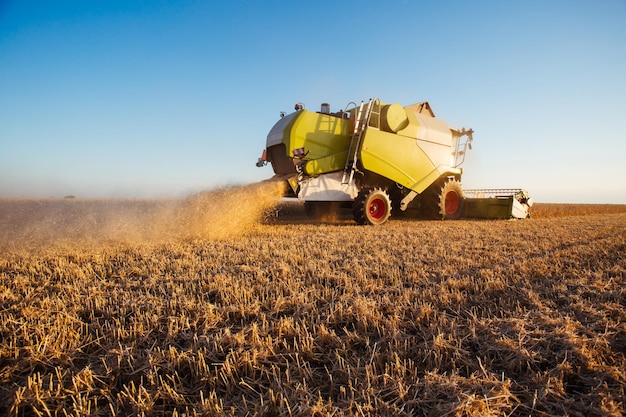 Mietitrebbia alla luce d'oro nei campi agricoli con grano