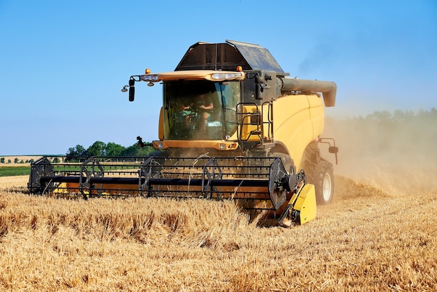 Mietitrebbia che raccoglie grano maturo dorato in campo agricolo