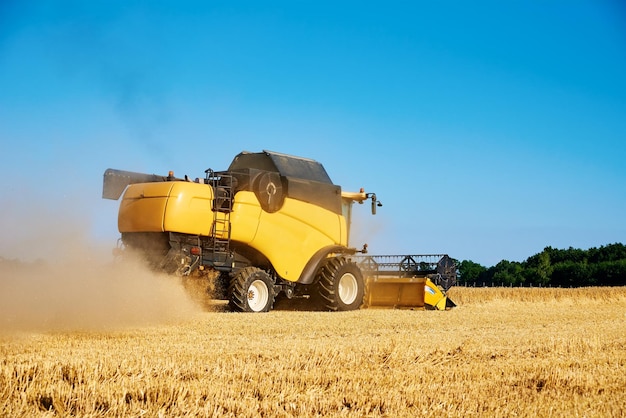 Mietitrebbia che raccoglie grano maturo dorato in campo agricolo