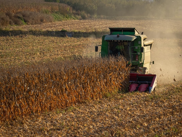 Mietitrebbia combinata con spargipaglia larga a testa di grano che raccoglie spighe di cereali