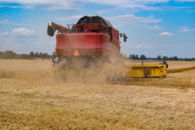 Mietitrebbia in azione sul campo di grano. Processo di raccolta del raccolto maturo dai campi. tecnica agraria in campo. Tecnica speciale in azione. Macchinari pesanti