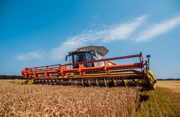 Mietitrebbia in azione sul campo di grano