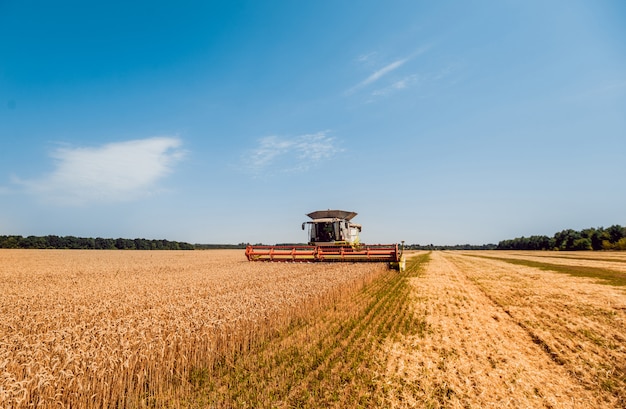 Mietitrebbia in azione sul campo di grano