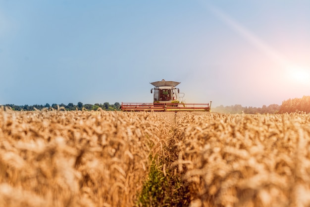 Mietitrebbia in azione sul campo di grano