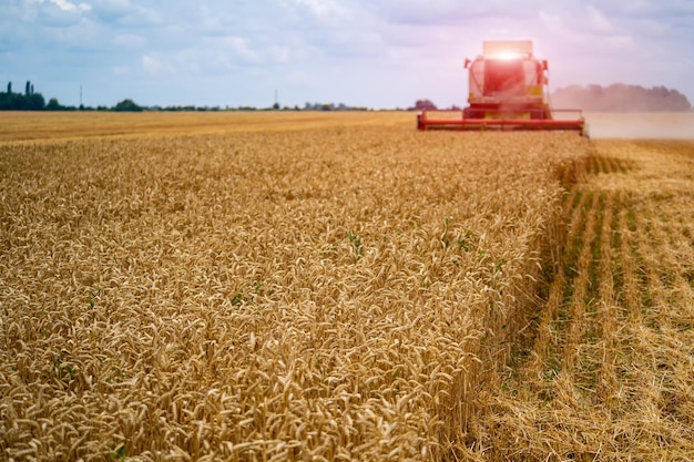 Mietitrebbia in azione sul campo Mietitrebbia Mietitrebbiatrice per la raccolta di un concetto di campo di grano