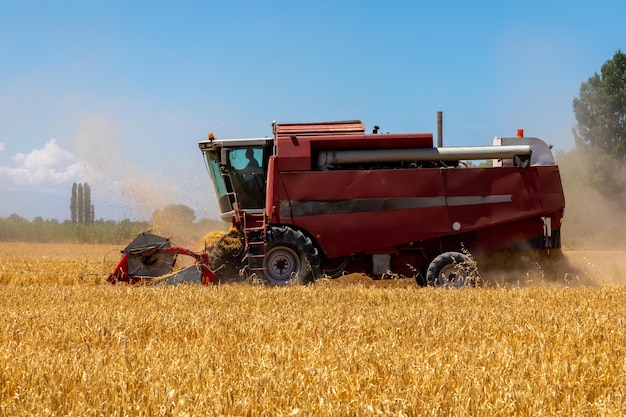 Mietitrebbia La Raccolta Del Grano In Campo Agricolo