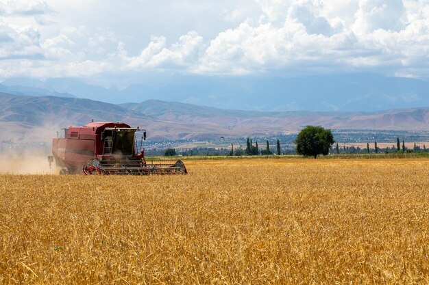 Mietitrebbia La Raccolta Del Grano In Campo Agricolo