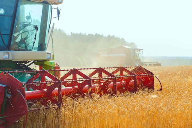 mietitrebbia lavorando su un campo di grano