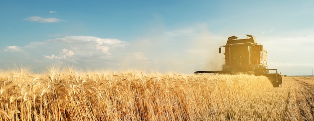 Mietitrebbia raccolta grano in Puglia