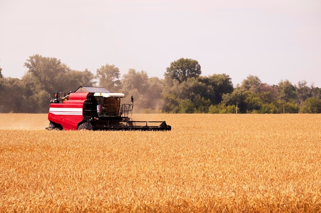 Mietitrebbia rossa sul paesaggio del campo di grano Raccolto di grano Foto Premium