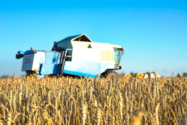 mietitrebbia su un campo di grano con cielo blu. tempo di raccolta.