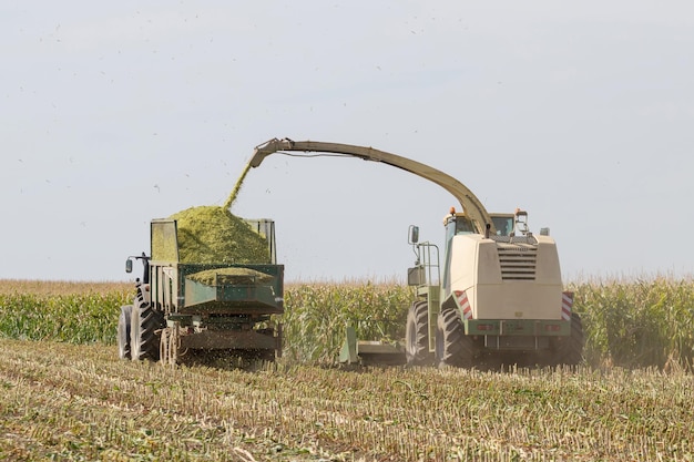 Mietitrebbiatrice che taglia l'insilato e riempie il rimorchio nel campo Agricoltura