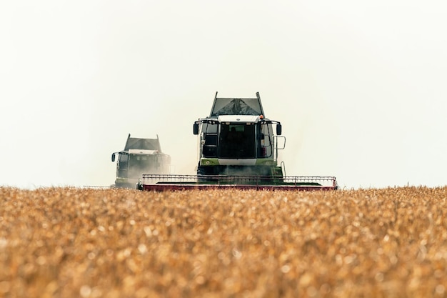 Mietitrebbiatrice lavorando su un campo di grano. Raccolta del grano.