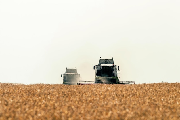 Mietitrebbiatrice lavorando su un campo di grano. Raccolta del grano.