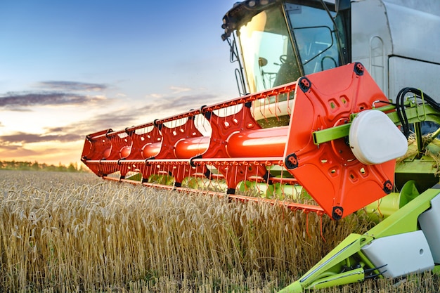 Mietitrebbiatrice raccolta grano maturo sul campo